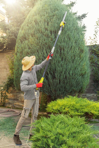 Grass Overseeding in Sherwood, OR