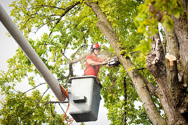 Sherwood, OR  Tree Services Company